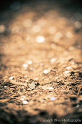 Just Bokeh 2