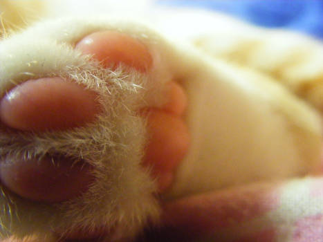 Macro Paw