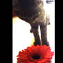 Cat,and the flower