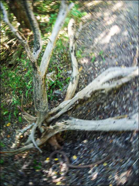 silly tree tricks are for kids by VanillaPossum on DeviantArt