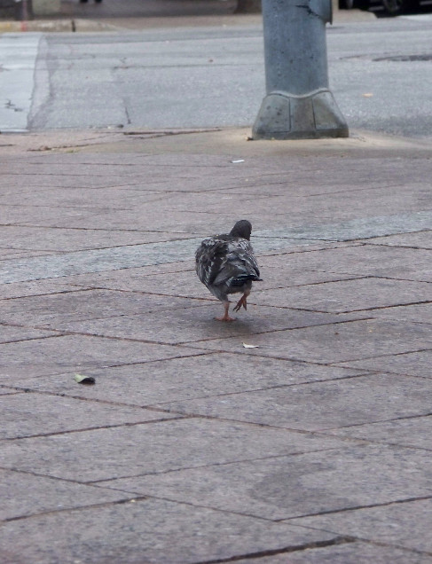 PIGEONWALK