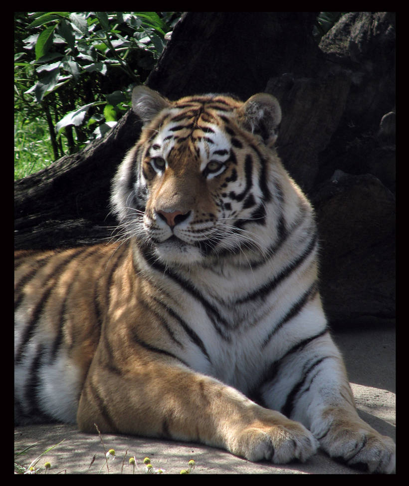Colchester zoo-Tiger by joannapad on DeviantArt
