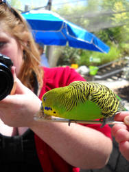 Budgie Buddy