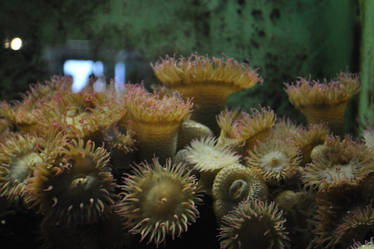 Sea Anemones