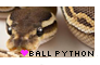 Ball Python - F2U!