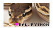 Ball Python - F2U!