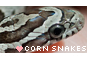 Corn Snakes - F2U