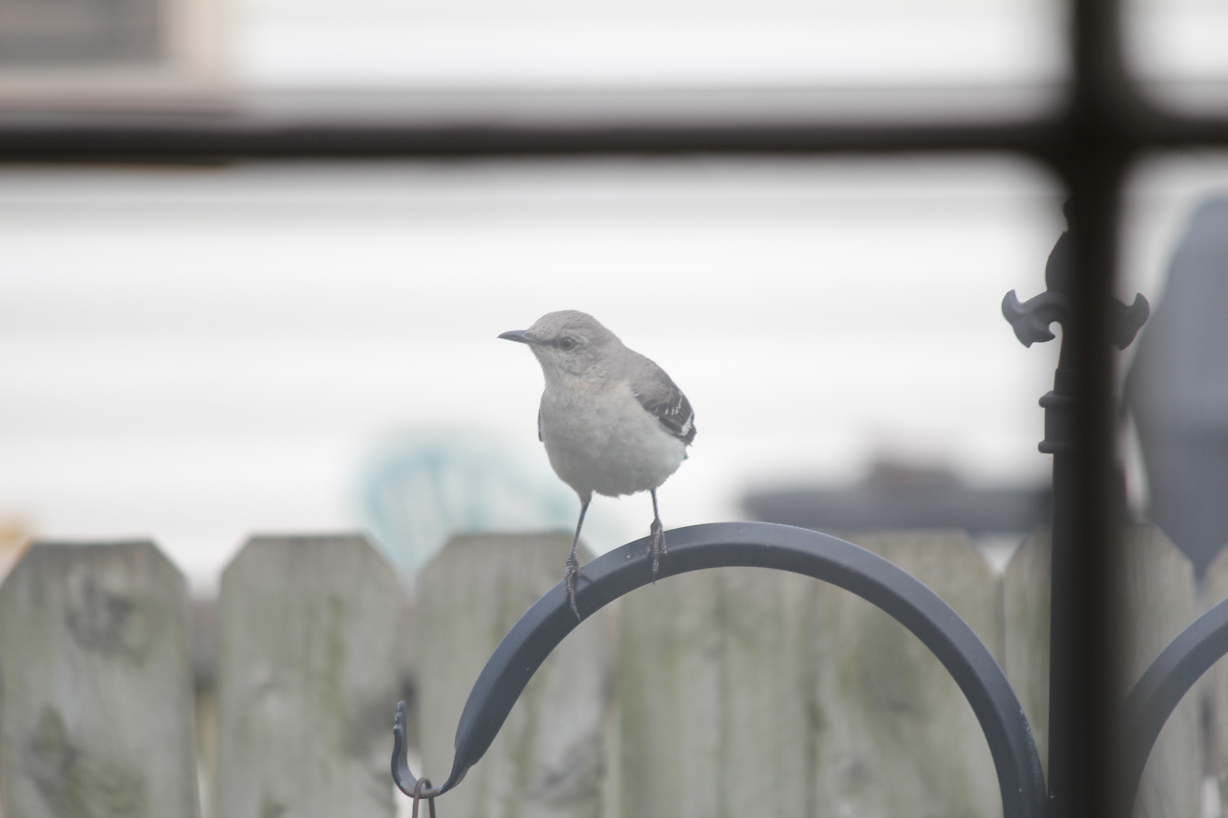 Mocking Bird