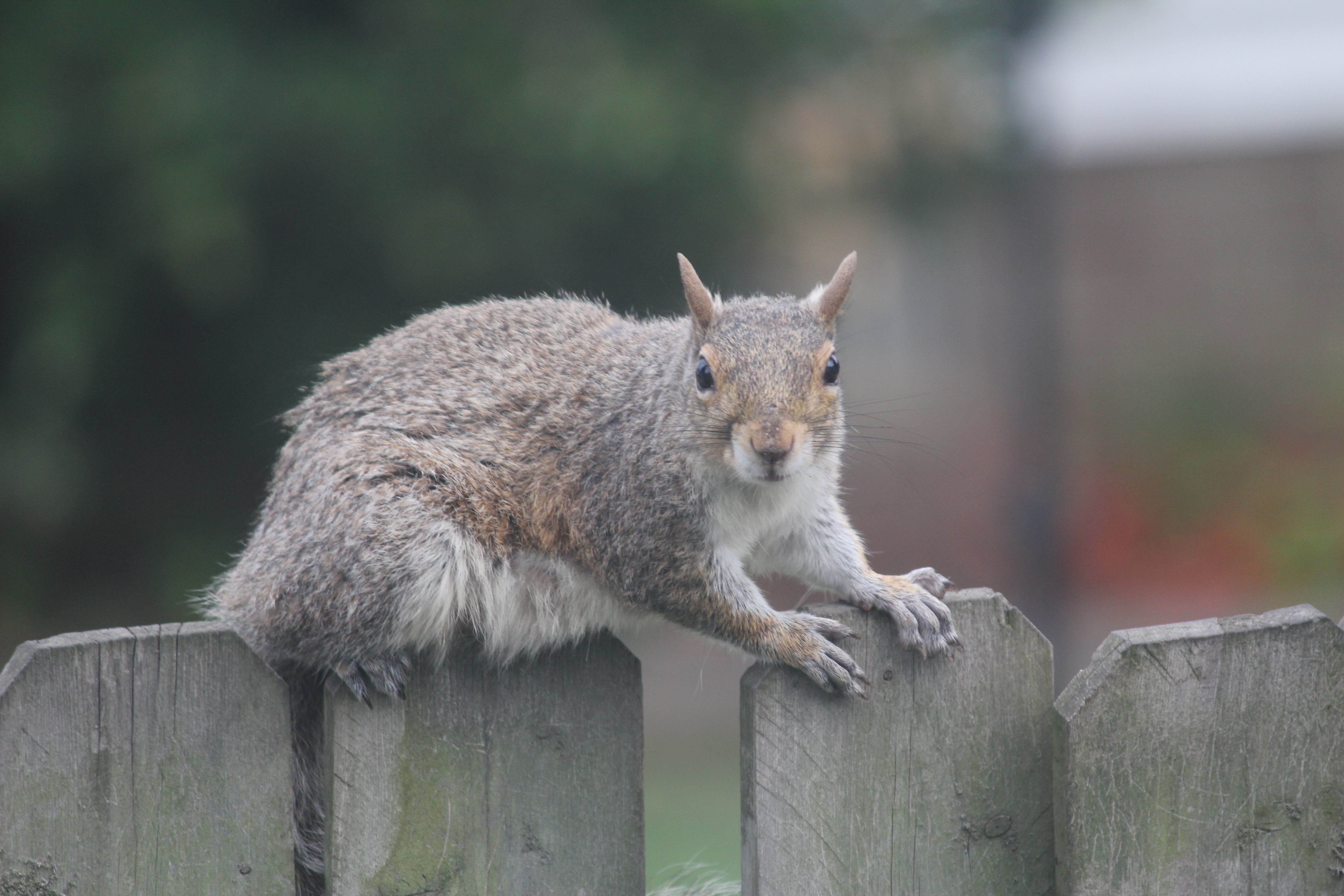 Squirrel on Fence