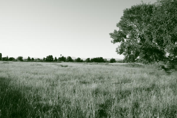 An Old Milan Field