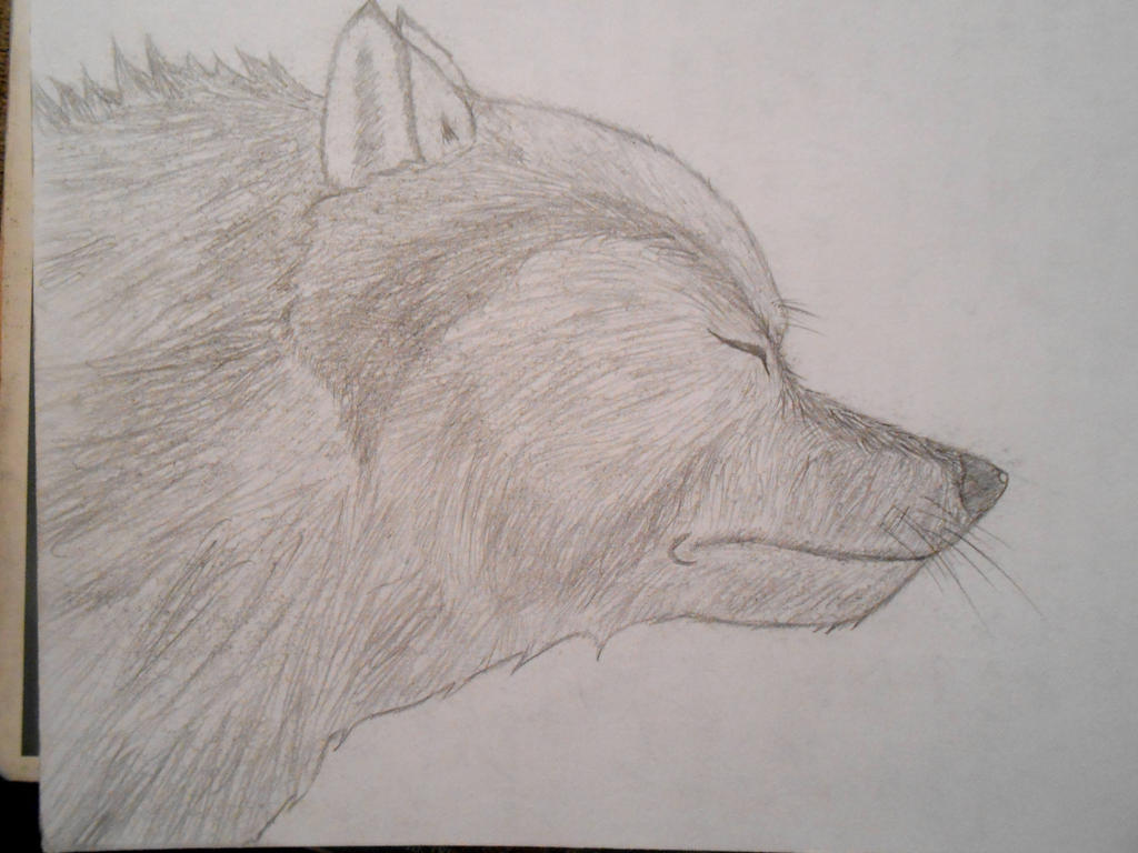 Somewhat better Wolf Head Sketch