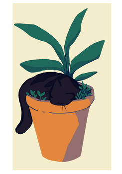 cat plant