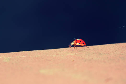 Ladybug II