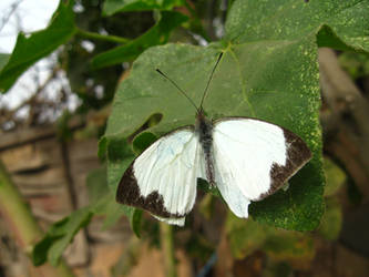 White Butterfly