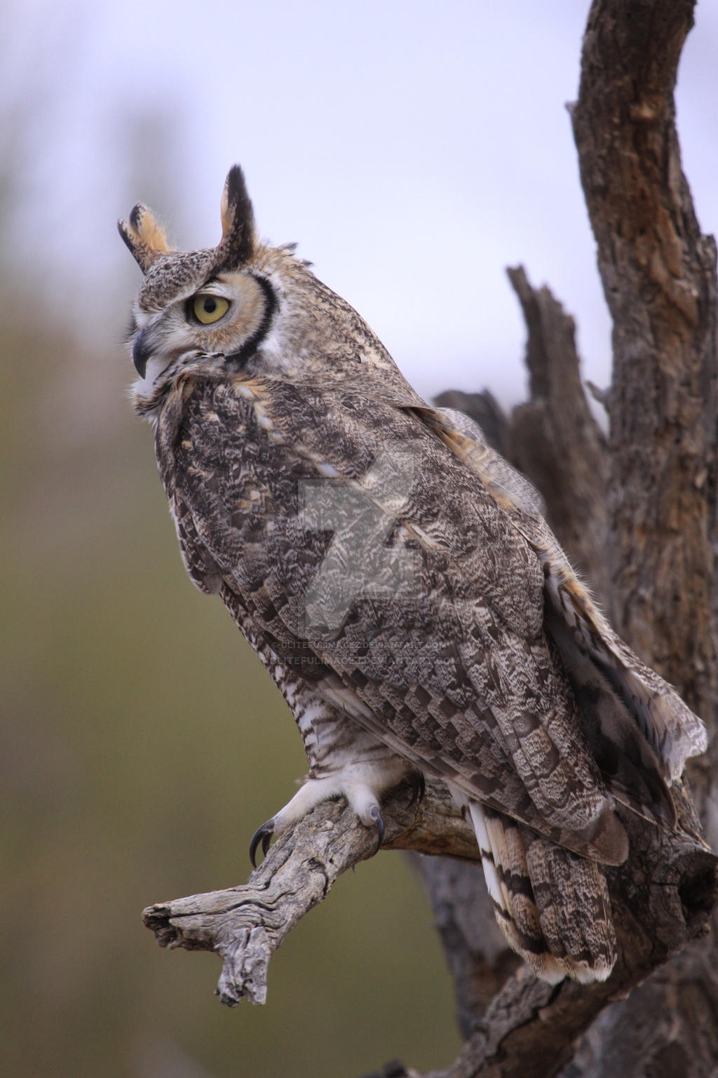 Great Horned Owl Perched High