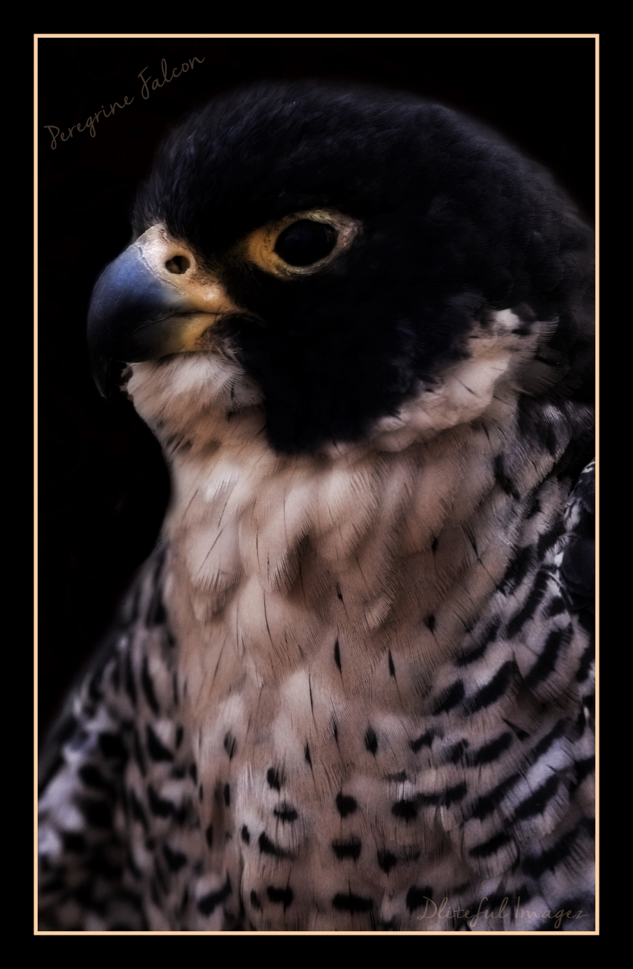 Peregrine Falcon