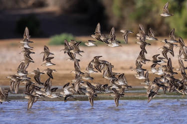 Shorebirds in Flight