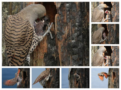 Popular Flicker Explore the Best Flickers Art | DeviantArt