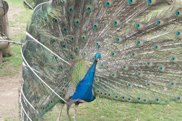 Peacock 12