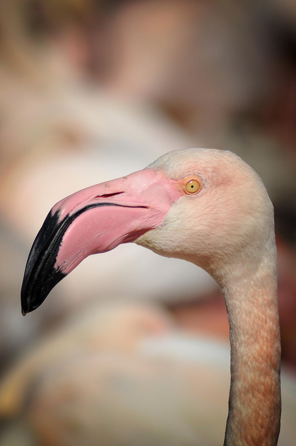 Flamant rose