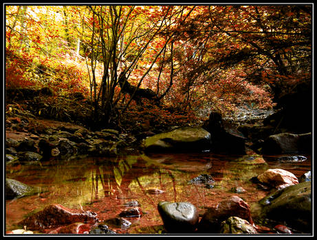 Autumn Stream