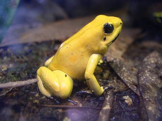 Golden Poison Dart Frog