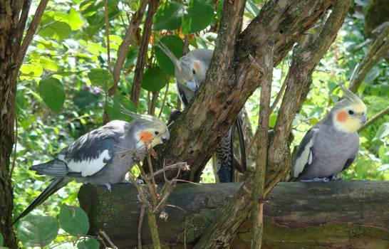 Cockatiels