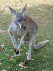 Red kangaroo