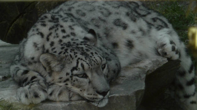 Snow leopard