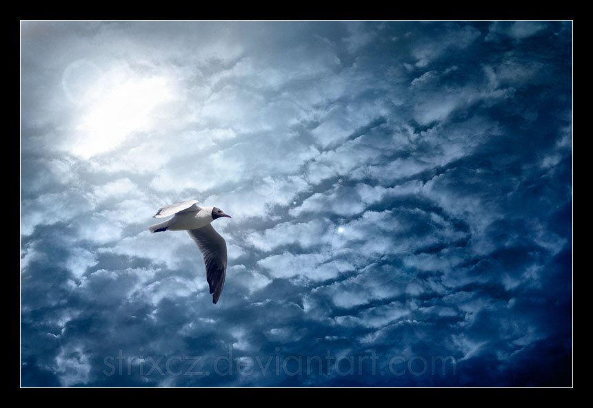 Jonathan Livingston Seagull