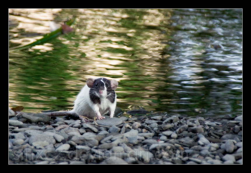 Curious Rodent