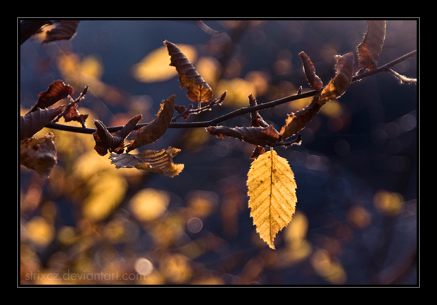 Autumn Blues