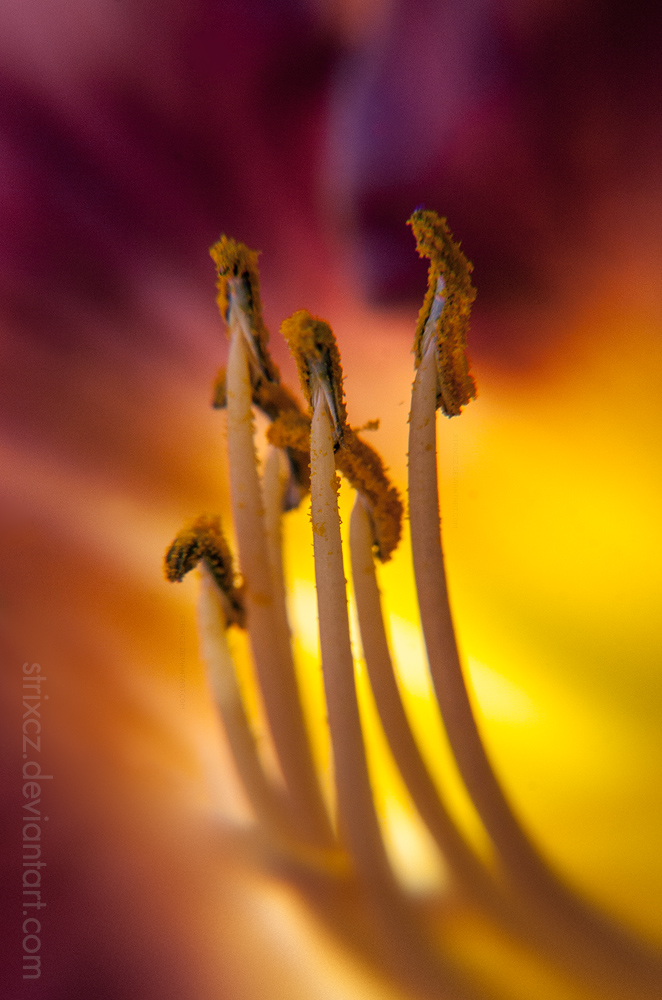 Bumblebee Shrooms by StrixCZ
