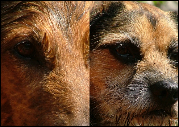 Dogs' eyes