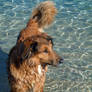 Lucky swimming in Sardinia