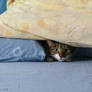 Hiding under pillows