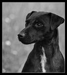 Black Lady by Alexandra35