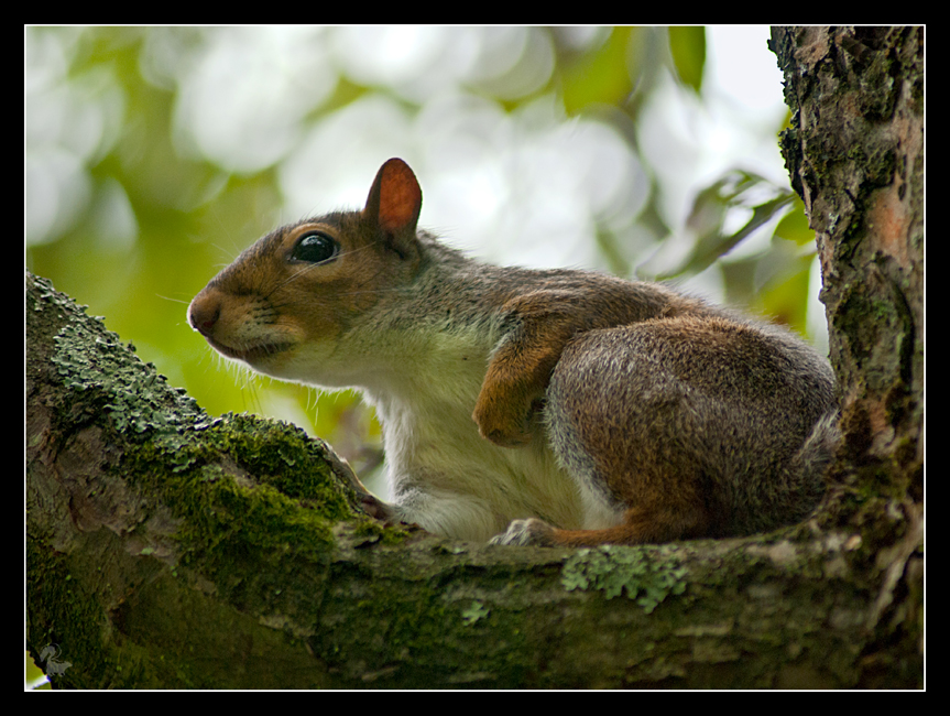 Mr squirrel 2