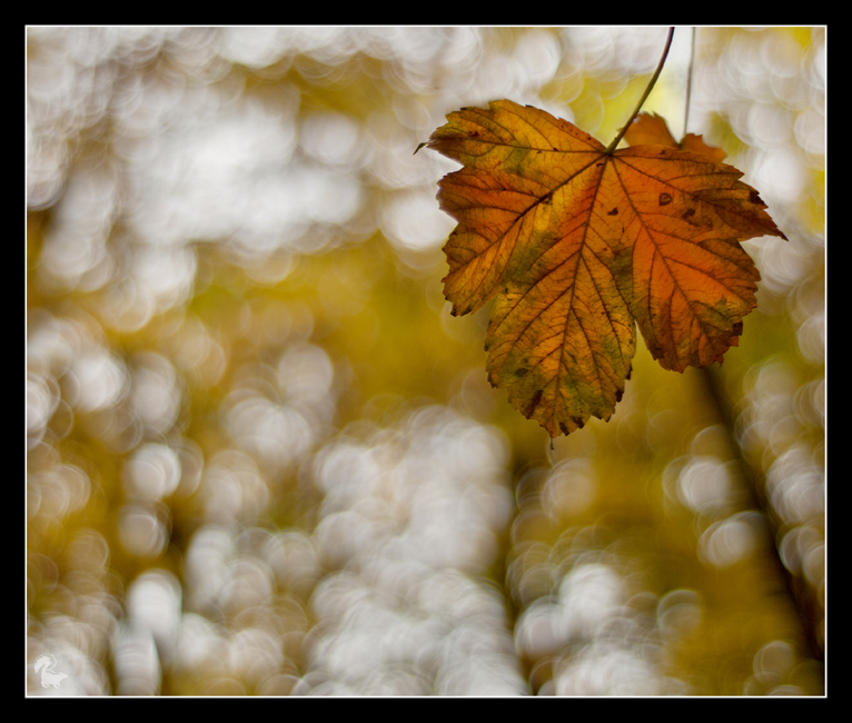 Autumn in park 2