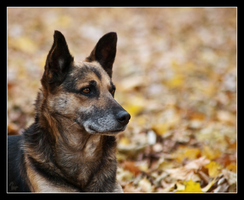 Autumn dog 2