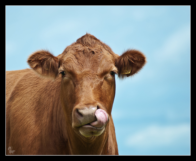 Portrait with tongue