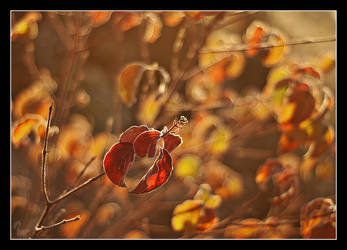 Autumn colours 2