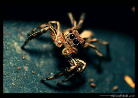 Macro: Dark Eyes Spidy