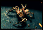 Macro: Dark Eyes Spidy by Grindtech