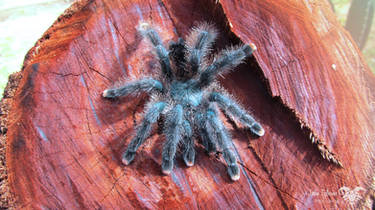 Greenbottle Blue Tarantula 2