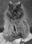 Persian cat by stonedsour887