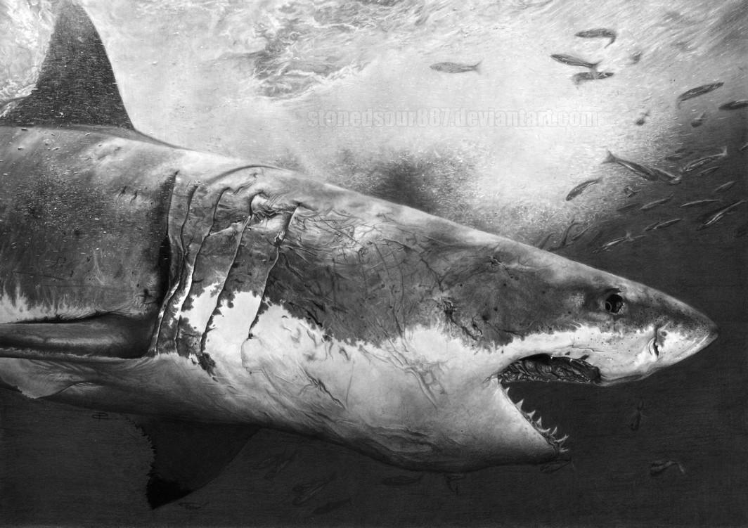 Realistic Shark Drawing In Pencil Great White Shark Sketch realistic-shark-drawing-in-pencil-great-white-shark-sketch