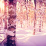 Snow in the forest 3