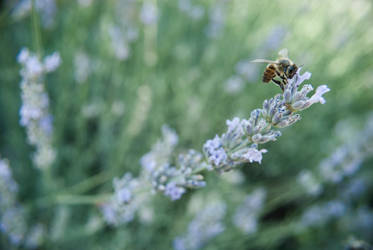 Lavanda