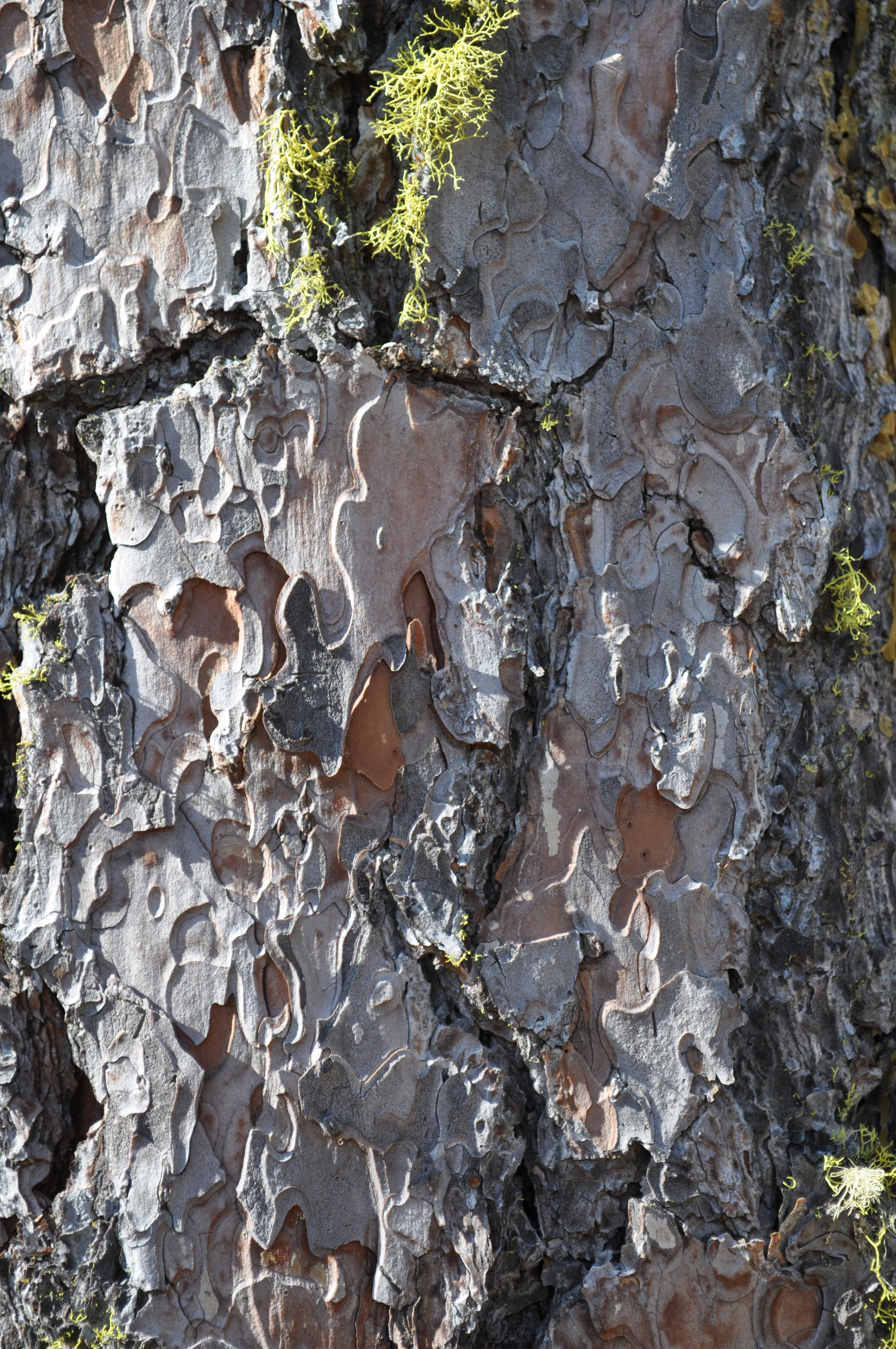 Cracked Oak Bark